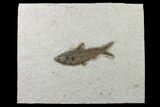 Fossil Fish (Knightia) On Large Shale - Wyoming #163406-1